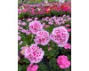 Geranium Annual - Various Sizes